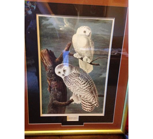 Snowy Owl Audubon